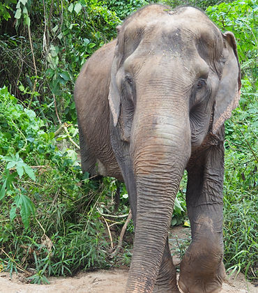 Thailand Elephants | The Good Camps