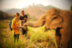 Thailand Elephants | The Good Camps
